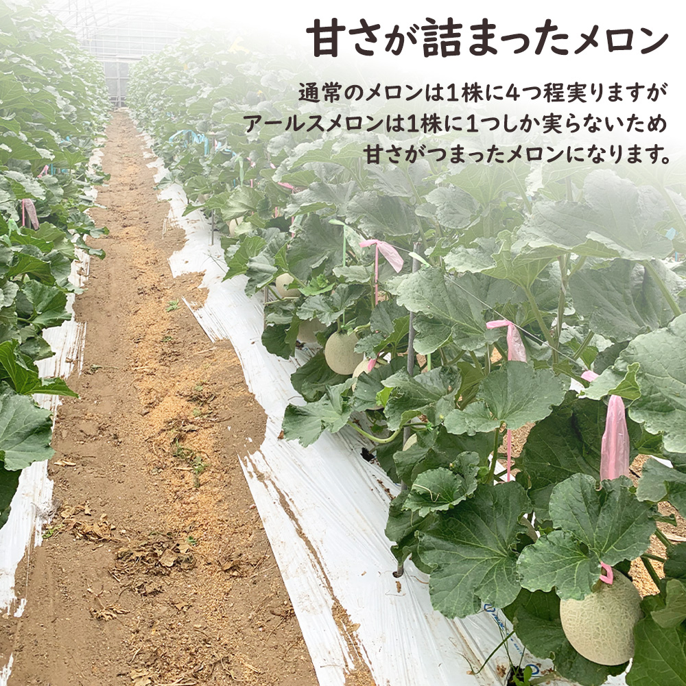 和歌山産直メロン