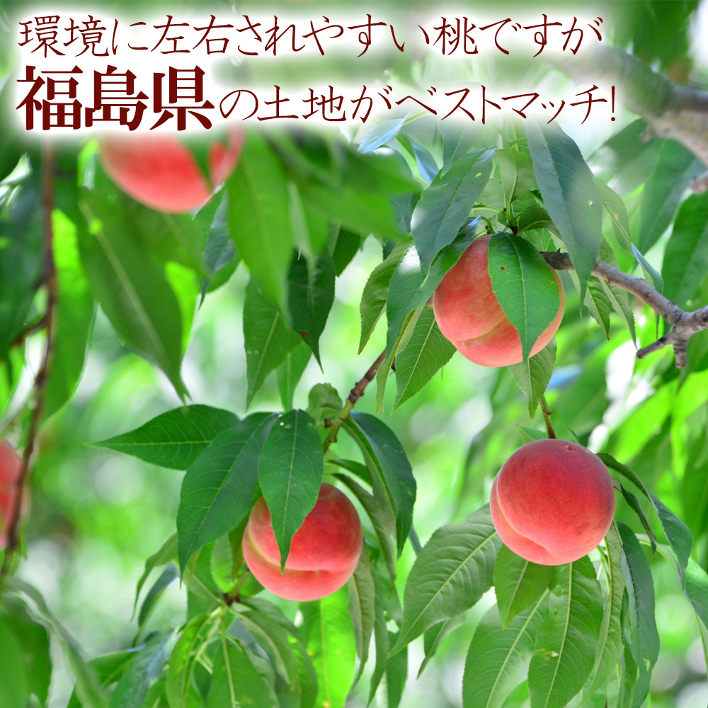 ミスピーチ