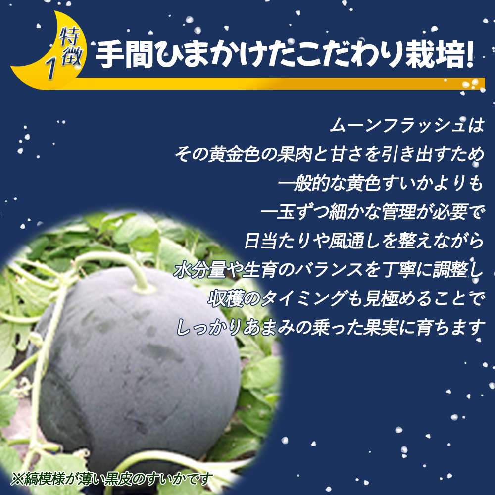 鳥取県産 ムーンフラッシュ クリームすいか 2L 約7kg 1玉入 スイカ
