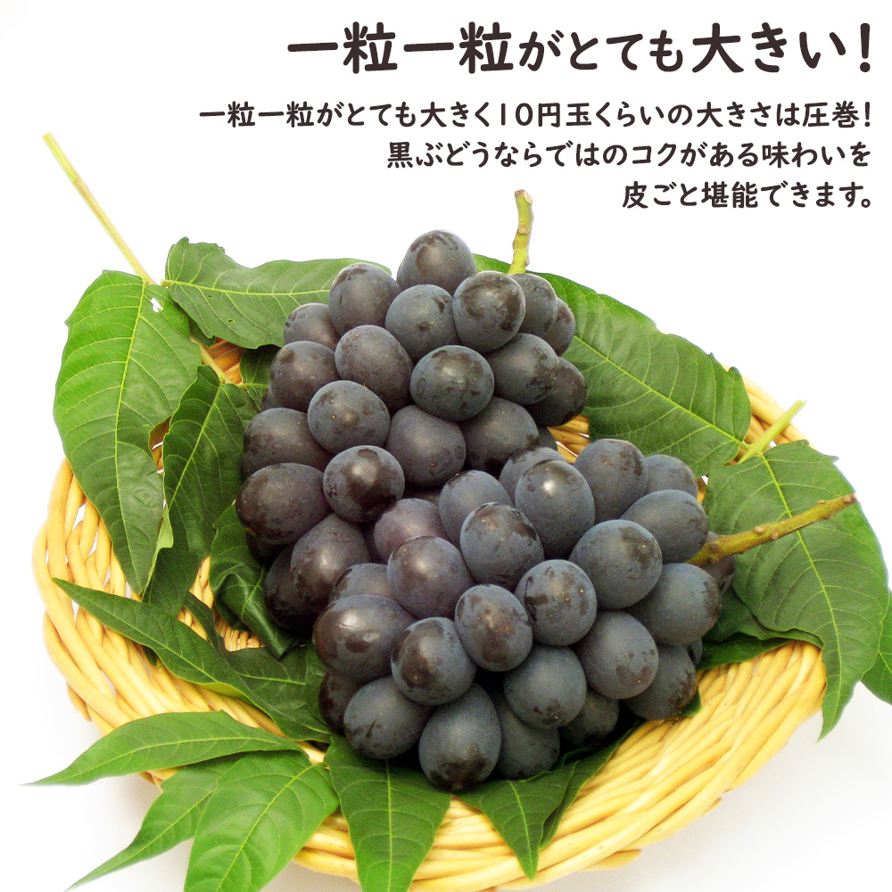 ナガノパープル