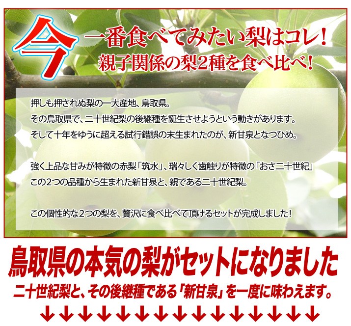 新甘泉 二十世紀梨 鳥取県産 梨 セット 送料無料 新品種 世紀梨 後継梨 食べ比べ Nashiset2 ほんまもん屋 Hanaファクトリー 通販 Yahoo ショッピング