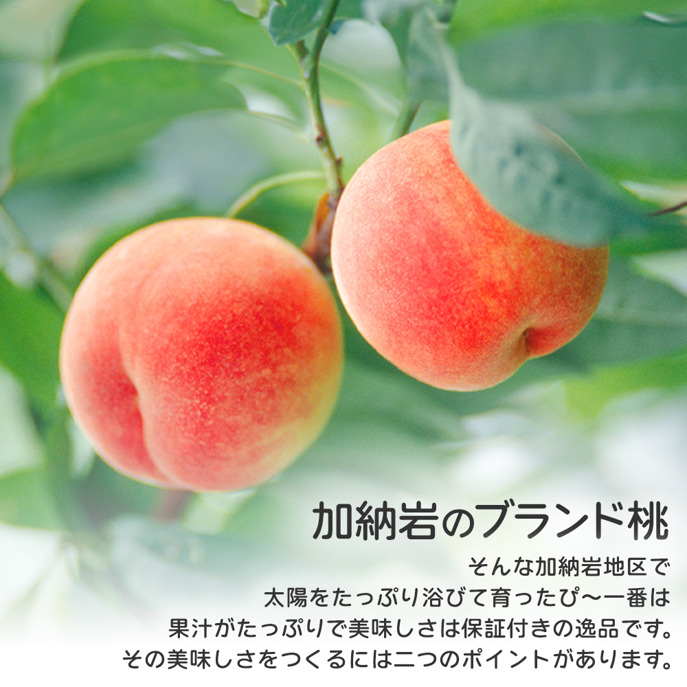 お中元 桃 フルーツ ギフト 送料無料 山梨県産 ぴ〜一番 信玄 4.5kg 16
