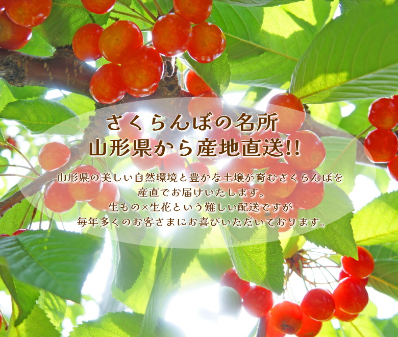 佐藤錦 母の日 産地直送 山形 産直 カーネーション