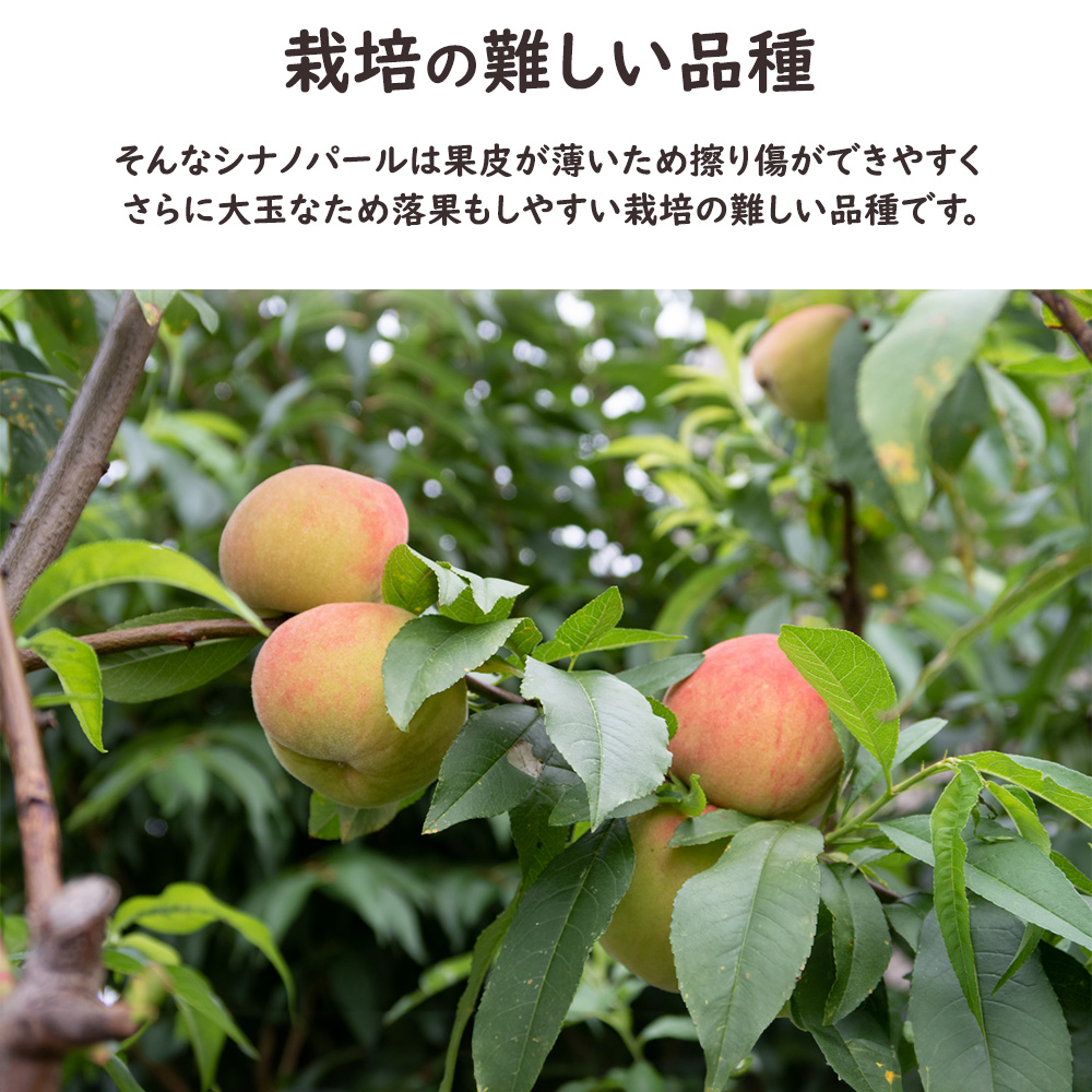 シナノパール