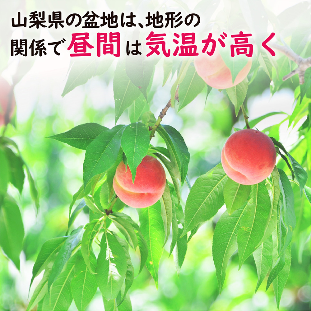 シャインもも