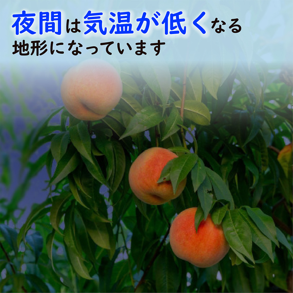 シャインもも