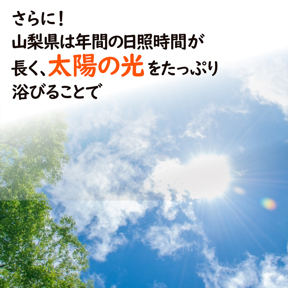 シャインもも