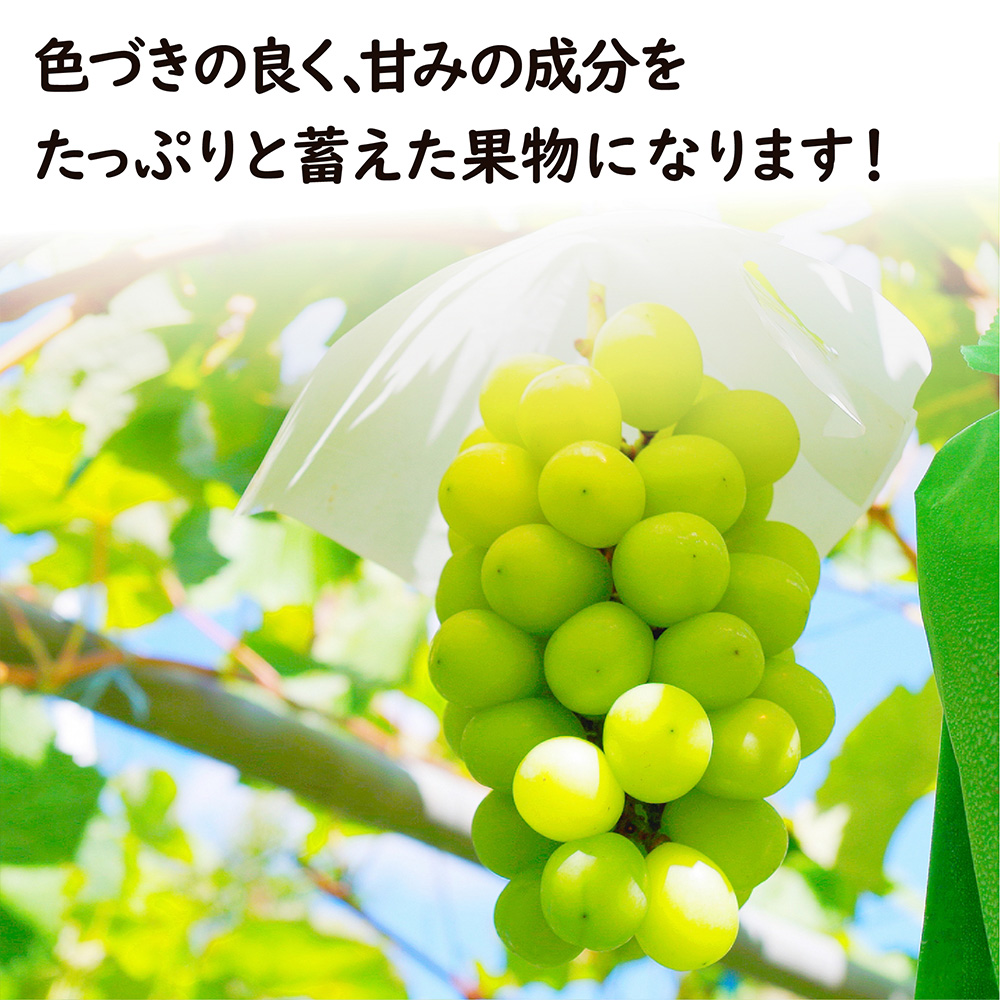 シャインもも