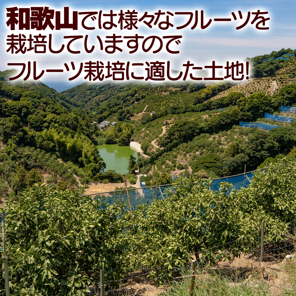 和歌山の桃