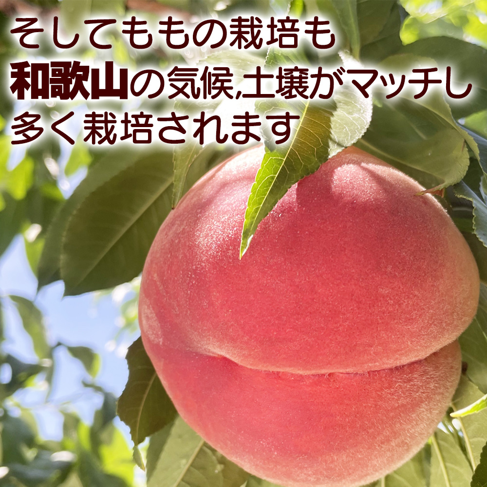 和歌山の桃