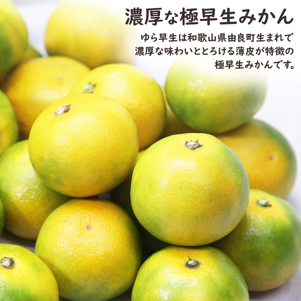 ゆら早生 極早生みかん ゆら 由良 和歌山 みかん ミカン 柑橘 10kg S
