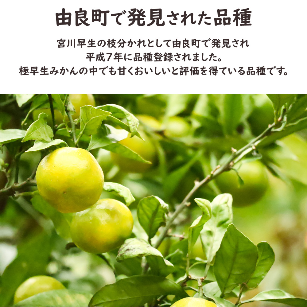 ゆら早生 極早生みかん ゆら 由良 和歌山 みかん ミカン 柑橘 10kg S