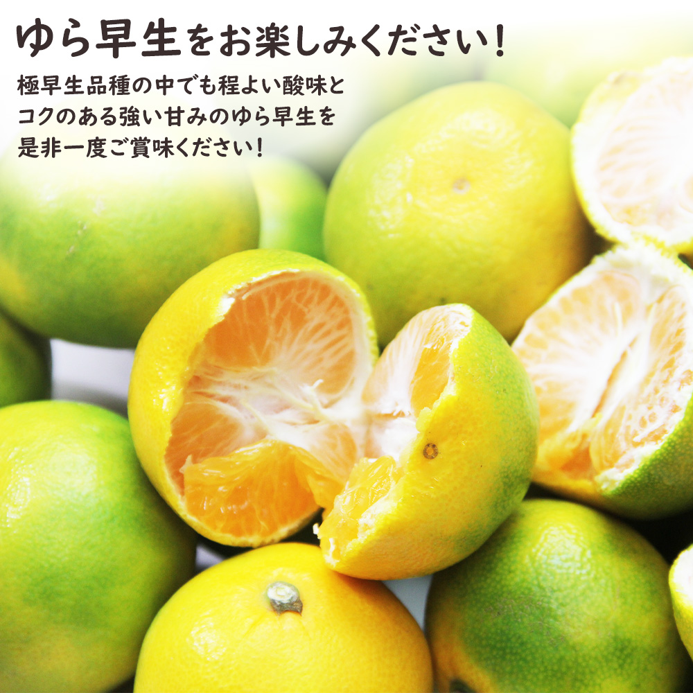 ゆら早生 極早生みかん ゆら 由良 和歌山 みかん ミカン 柑橘 10kg S