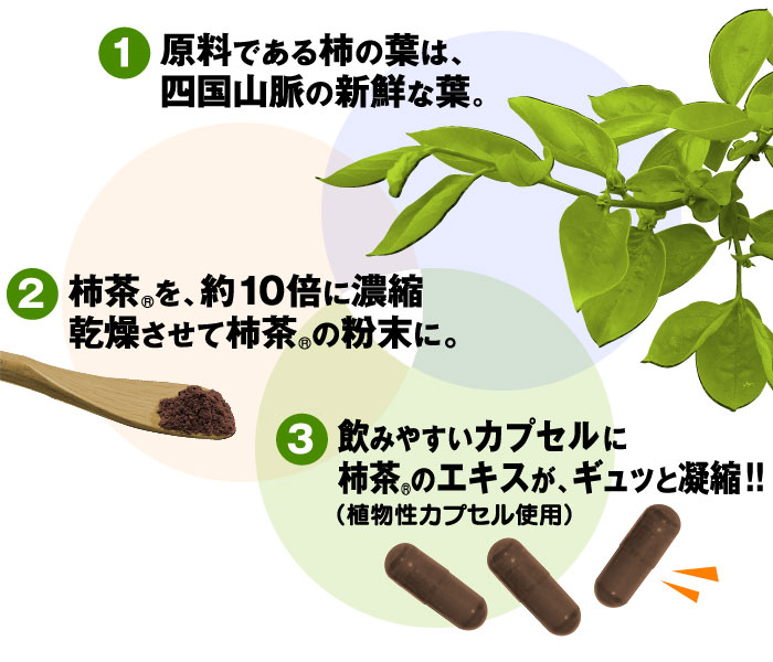 原料である柿の葉は、四国山脈の新鮮な葉。柿茶を約10倍に濃縮乾燥させて柿茶の粉末に。飲みやすいカプセルに柿茶のエキスが、ギュッと濃縮！！
