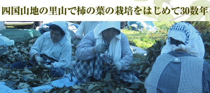 四国山地の里山で柿の葉の栽培をはじめて30数年