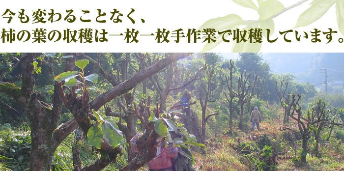 今も変わることなく、柿の葉の収穫は一枚一枚手作業で収穫