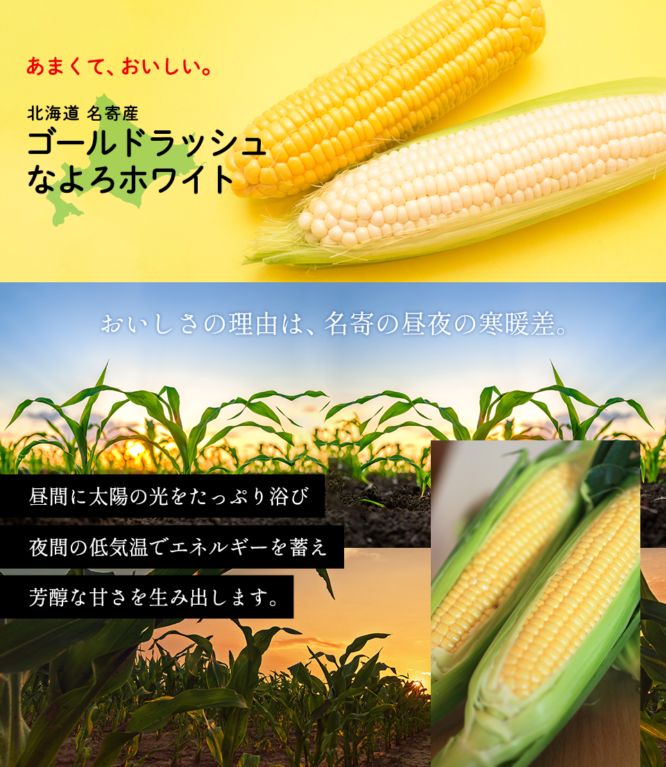 北海道 名寄 とうもろこし
