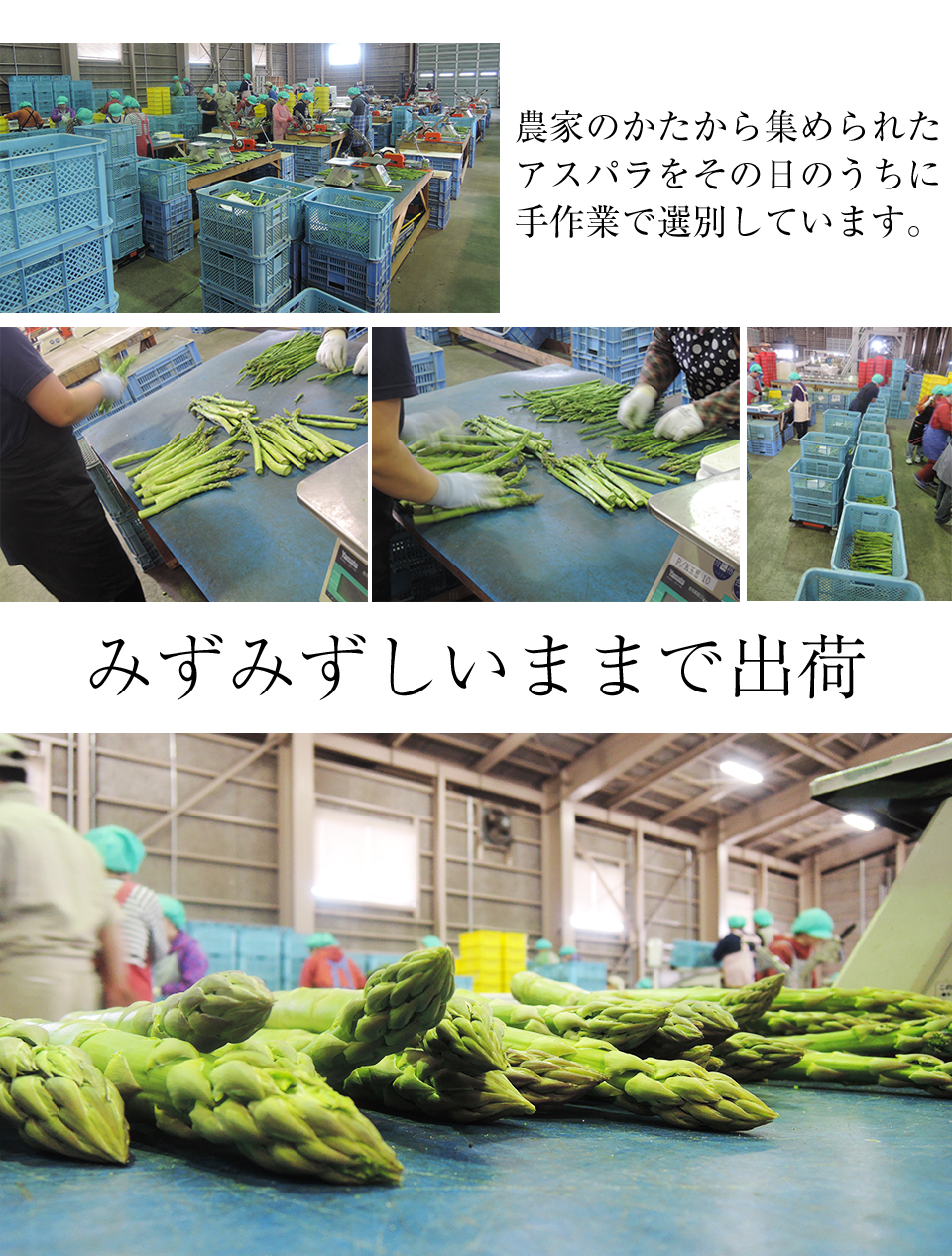 北海道アスパラ