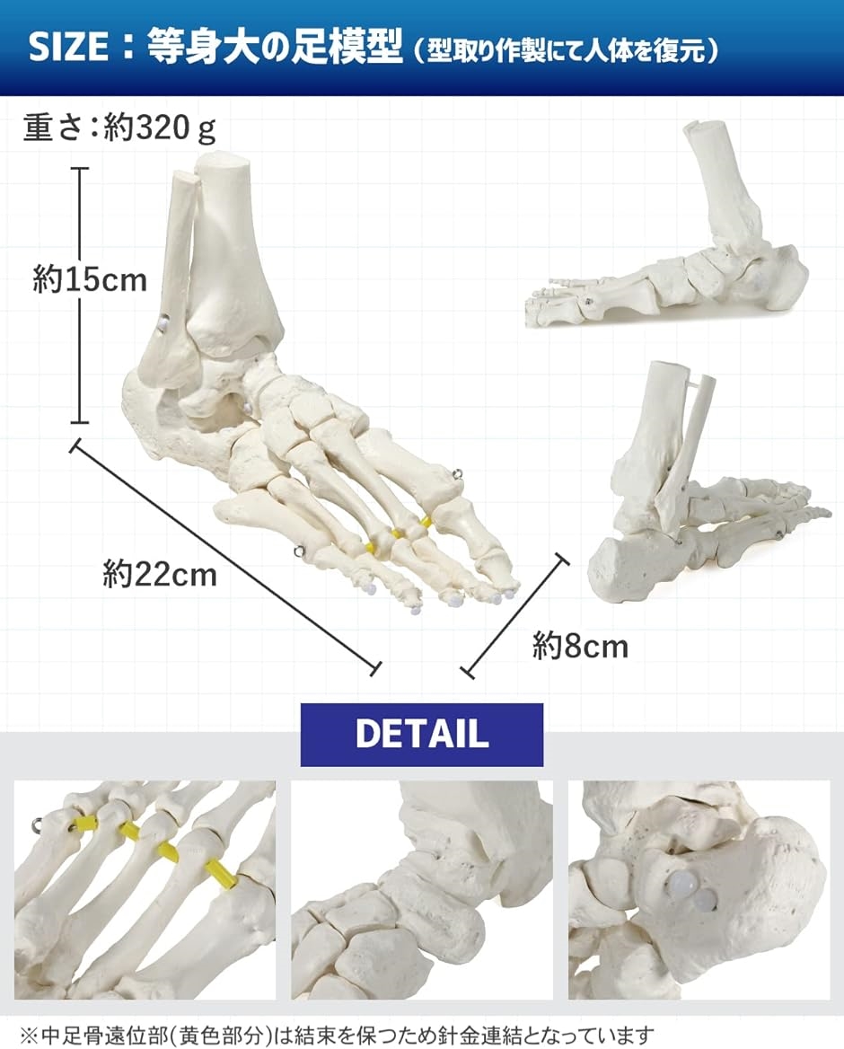 ビヨーンと伸びて自在に動かせる足骨模型 理学療法士監修 足関節模型