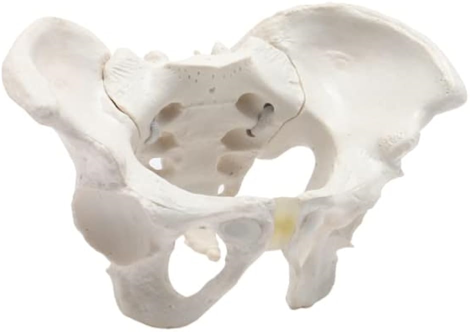 ミニサイズのグイッと動かすことができる骨盤模型 人体模型 骨模型 仙腸関節 伸縮コード 可動性 女性 1/2(ミニ(1/2))