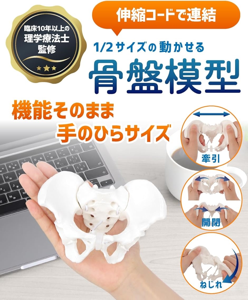 グイッと動かせる骨盤模型 人体模型 骨模型 女性 仙腸関節 伸縮