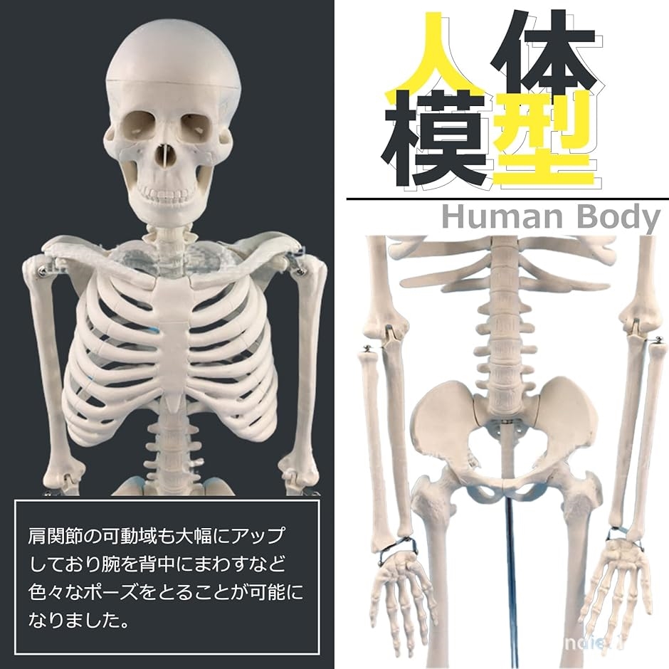人体模型ガイコツ (85cm, 人骨模型)