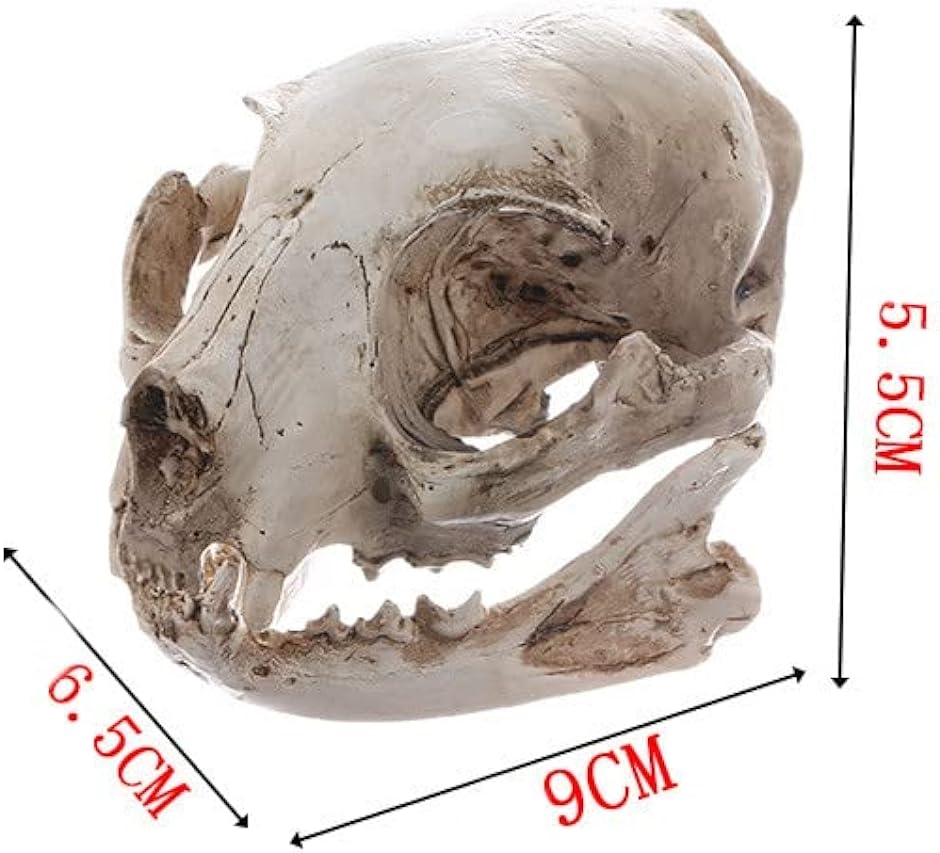 樹脂 頭骨 標本 模型 骨格 頭蓋骨 ドクロ スカル