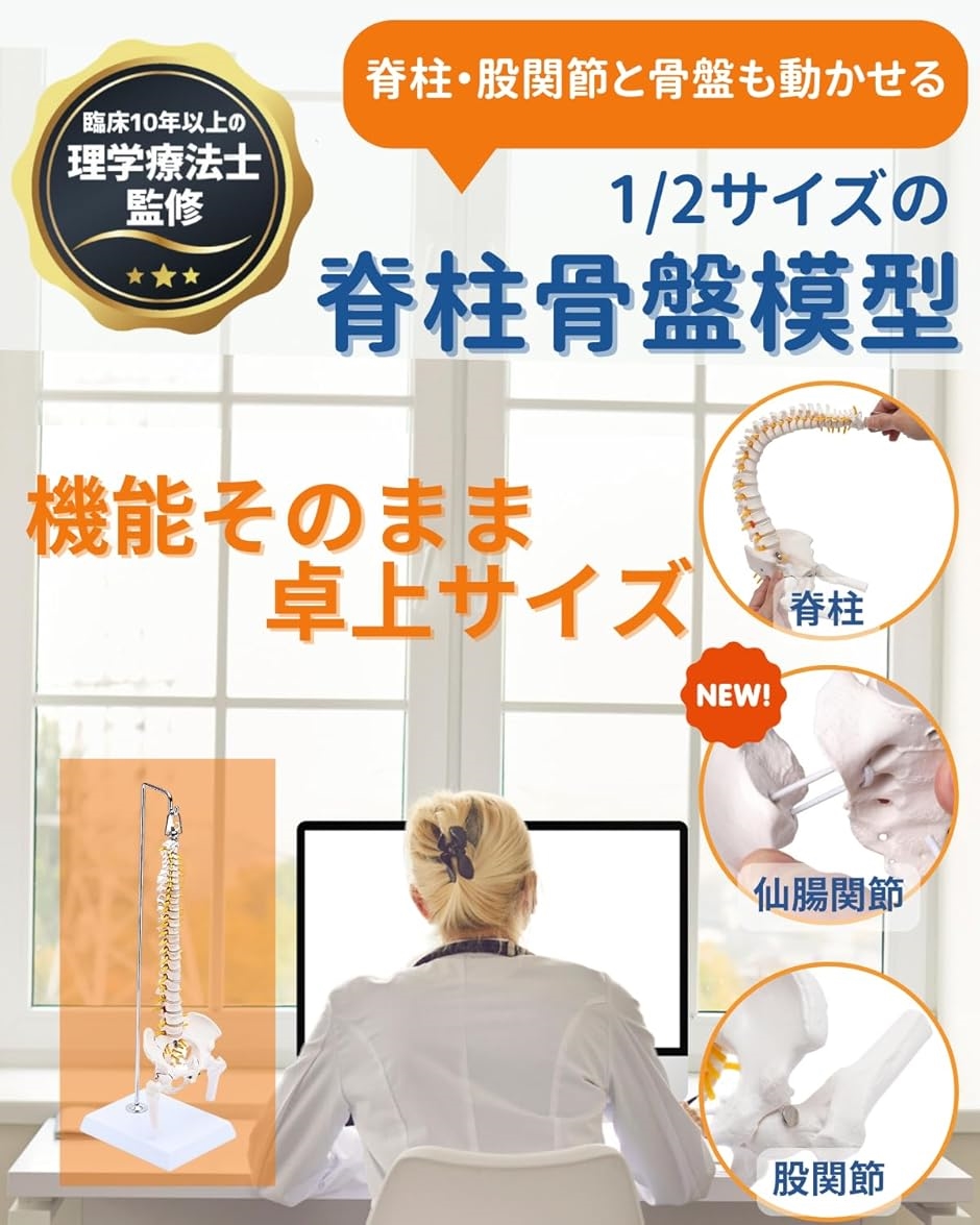 1/2サイズ 高精度 グニャと背骨を動かせる ミニ脊柱模型 約45cm 1/2サイズ 高精度 グニャと背骨を動かせる ミニ脊柱模型 約45cm