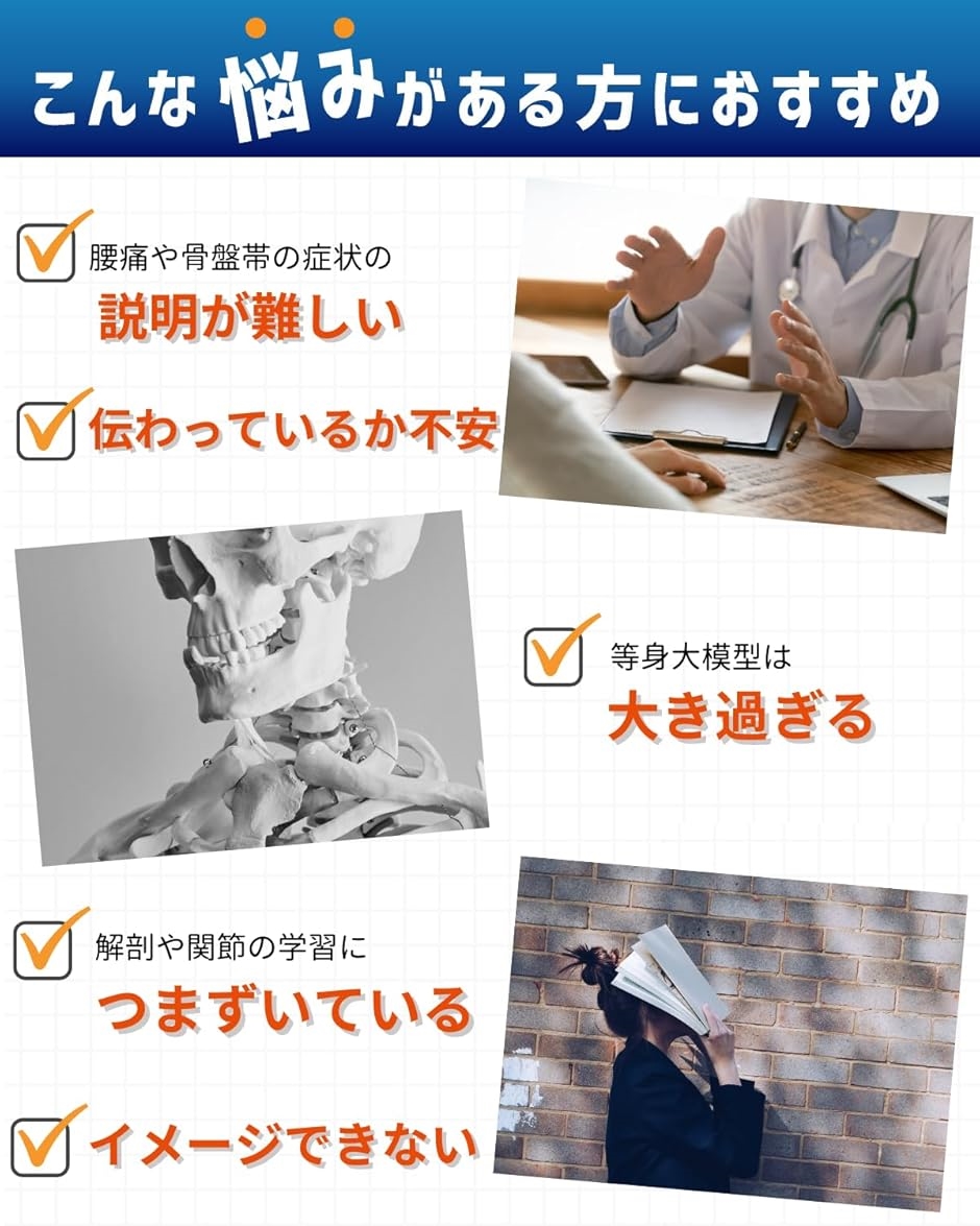 1/2サイズ 高精度 グニャと背骨を動かせる ミニ脊柱模型 約45cm