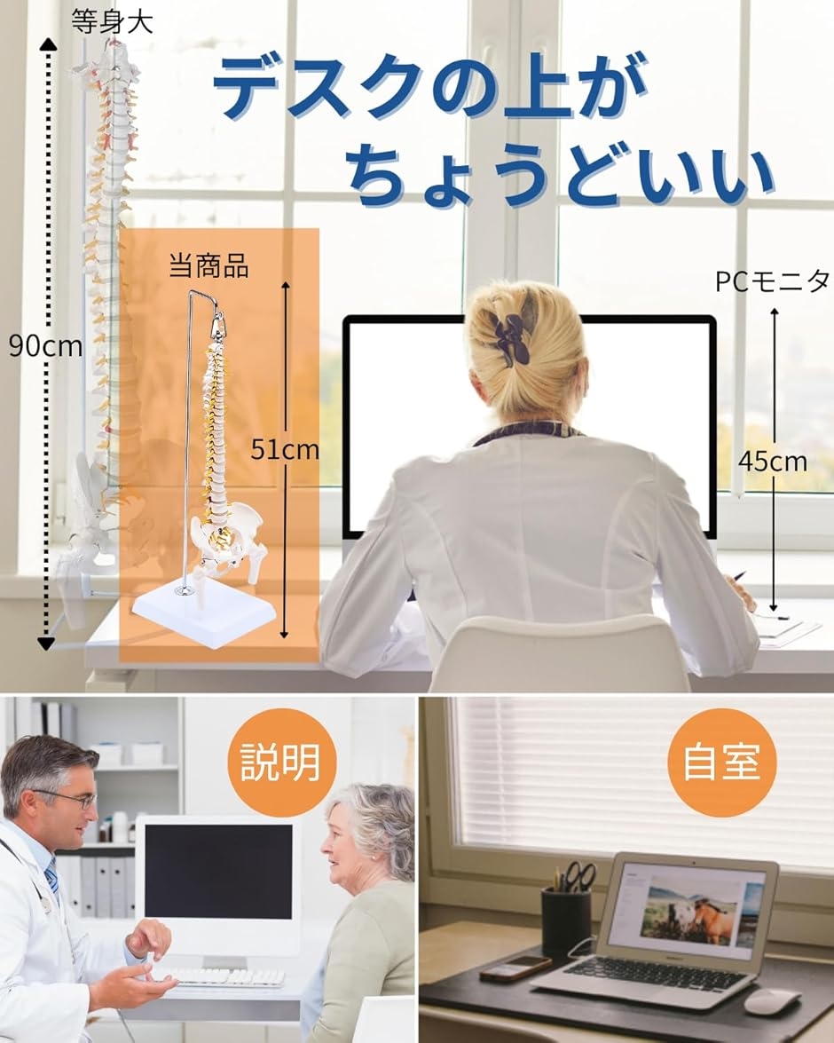 1/2サイズ 高精度 グニャと背骨を動かせる ミニ脊柱模型 約45cm 1/2サイズ 高精度 グニャと背骨を動かせる ミニ脊柱模型 約45cm