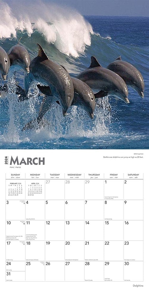 イルカ 2024 30.48 x 60.96 cm 壁掛けカレンダー ブラウントラウ 哺乳類 海 海洋生物 クジラ サメ 癒やし MDM｜horikku｜03
