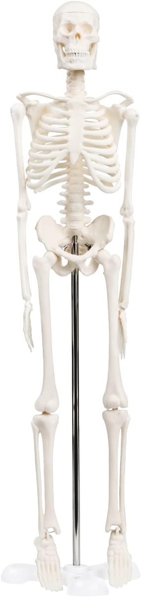 シンプルな1/4サイズの全身骨格模型 人体模型 ミニ 理学療法士監修 骨格標本 骨模型 卓上サイズ 約45cm 動かせる大関節｜horikku
