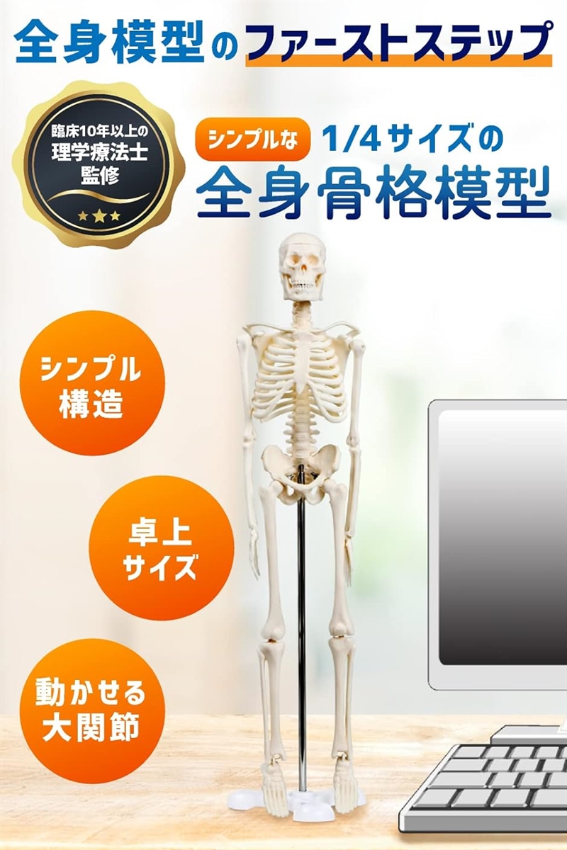 シンプルな1/4サイズの全身骨格模型 人体模型 ミニ 理学療法士監修 骨格標本 骨模型 卓上サイズ 約45cm 動かせる大関節｜horikku｜02