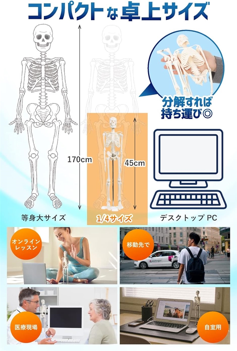 シンプルな1/4サイズの全身骨格模型 人体模型 ミニ 理学療法士監修 骨格標本 骨模型 卓上サイズ 約45cm 動かせる大関節