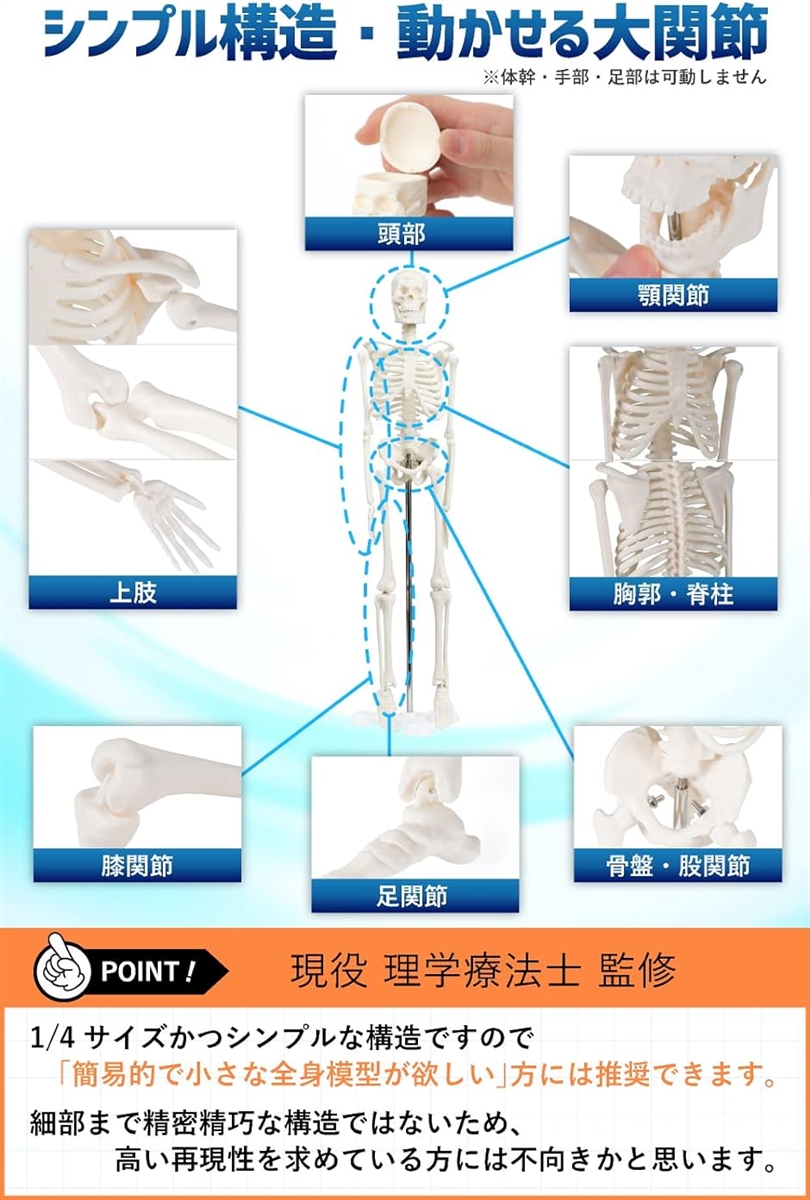 シンプルな1/4サイズの全身骨格模型 人体模型 ミニ 理学療法士監修 骨格標本 骨模型 卓上サイズ 約45cm 動かせる大関節｜horikku｜05