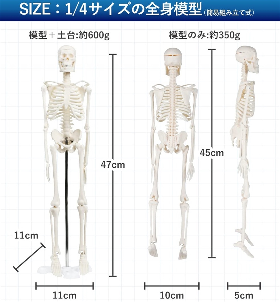 シンプルな1/4サイズの全身骨格模型 人体模型 ミニ 理学療法士監修 骨格標本 骨模型 卓上サイズ 約45cm 動かせる大関節｜horikku｜06