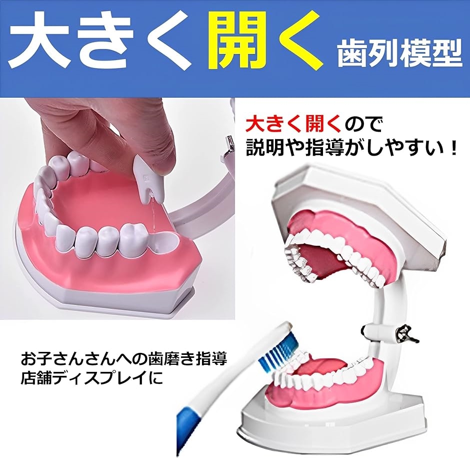 歯列模型 教育 学習 子供 取り外し可能 モデル 歯磨き指導 MDM｜horikku｜02