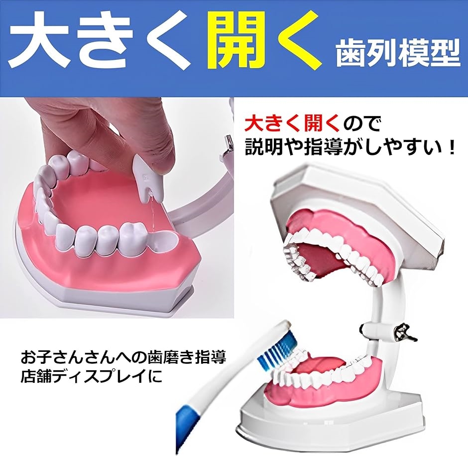 歯列模型 歯模型 歯の模型 歯磨き指導 はみがき練習 歯医者 歯型 - その他