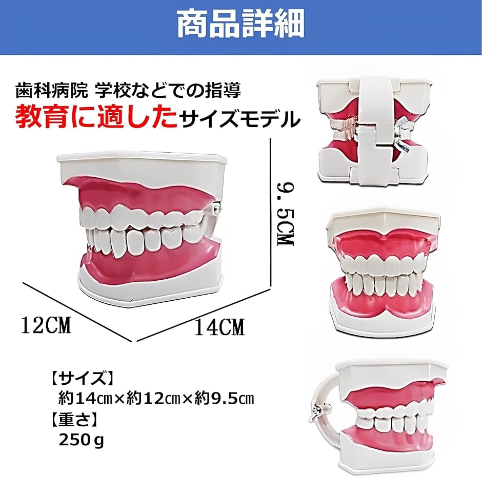 歯列模型 教育 学習 子供 取り外し可能 モデル 歯磨き指導 MDM｜horikku｜04