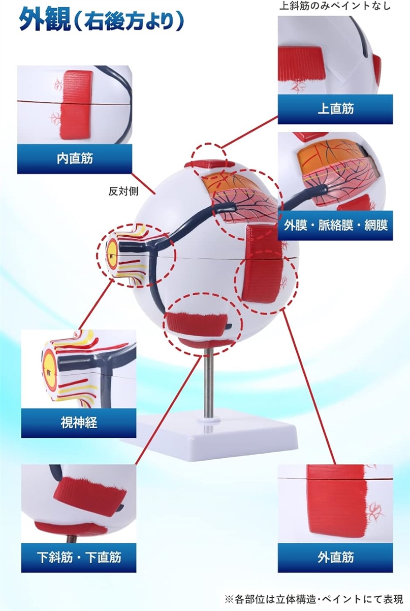 眼球模型 眼球の商品一覧 通販 - Yahoo!ショッピング