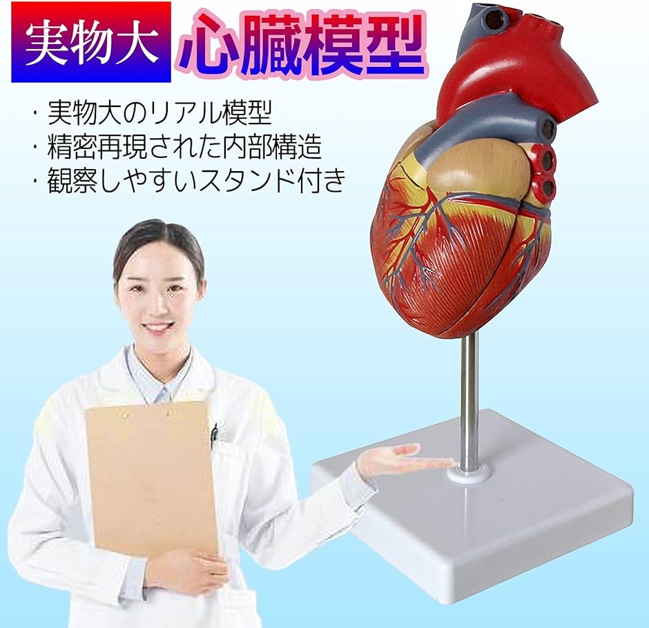 心臓 模型 実物大 人体模型 スタンド付き( フルカラー