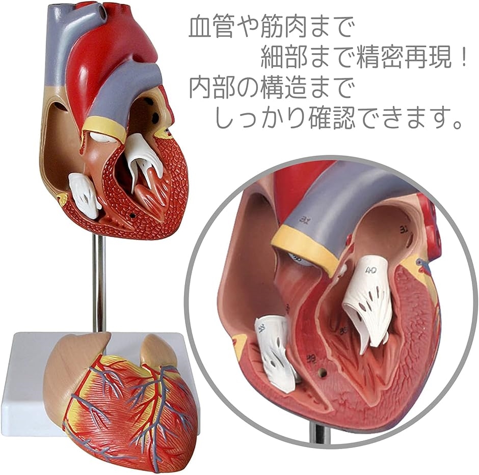 心臓 模型 実物大 人体模型 スタンド付き( フルカラー)