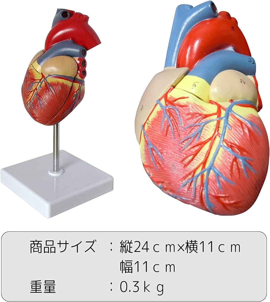 心臓 模型 実物大 人体模型 スタンド付き( フルカラー)｜horikku｜06