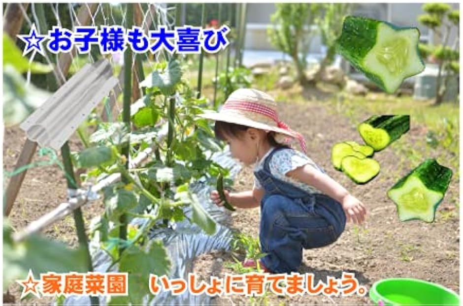 きゅうりの型 デコきゅうり 家庭菜園 おもしろ キュウリ 5本 セット( 星形)｜horikku｜06