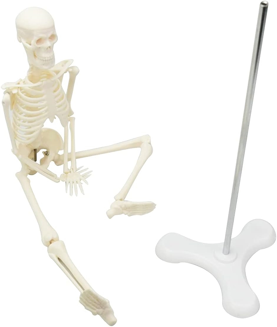 Ϸ ȹϷ 1/4 դ ľΩ ư ɸ ե奢 ( 46cm)
