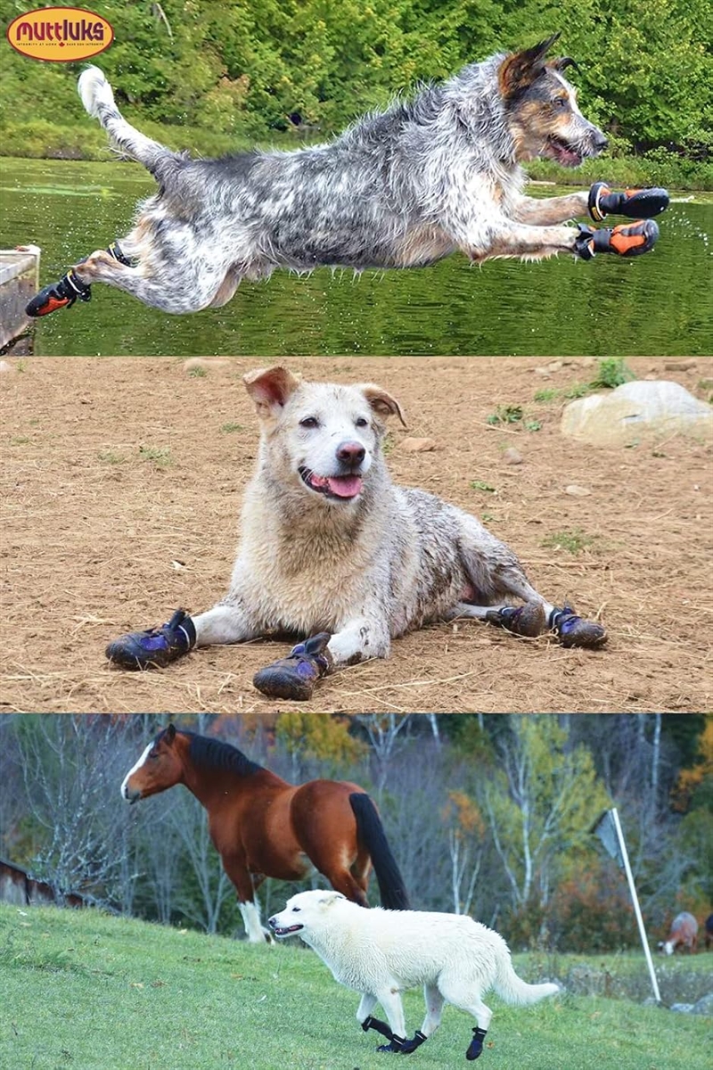 ブランド登録なし - マッドモンスターズ 犬 靴 脱げない 履かせ分かりやすい 思わしいでパステル色の靴底 夏 MDM (青味,  1号(XXS-XS) 5.7 - 6.4 糎)