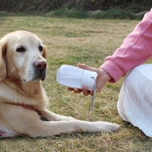 ペットウォーターボトル 犬 散? 水筒 アウトドア 水飲み器( ピンク,  M)｜horikku｜10