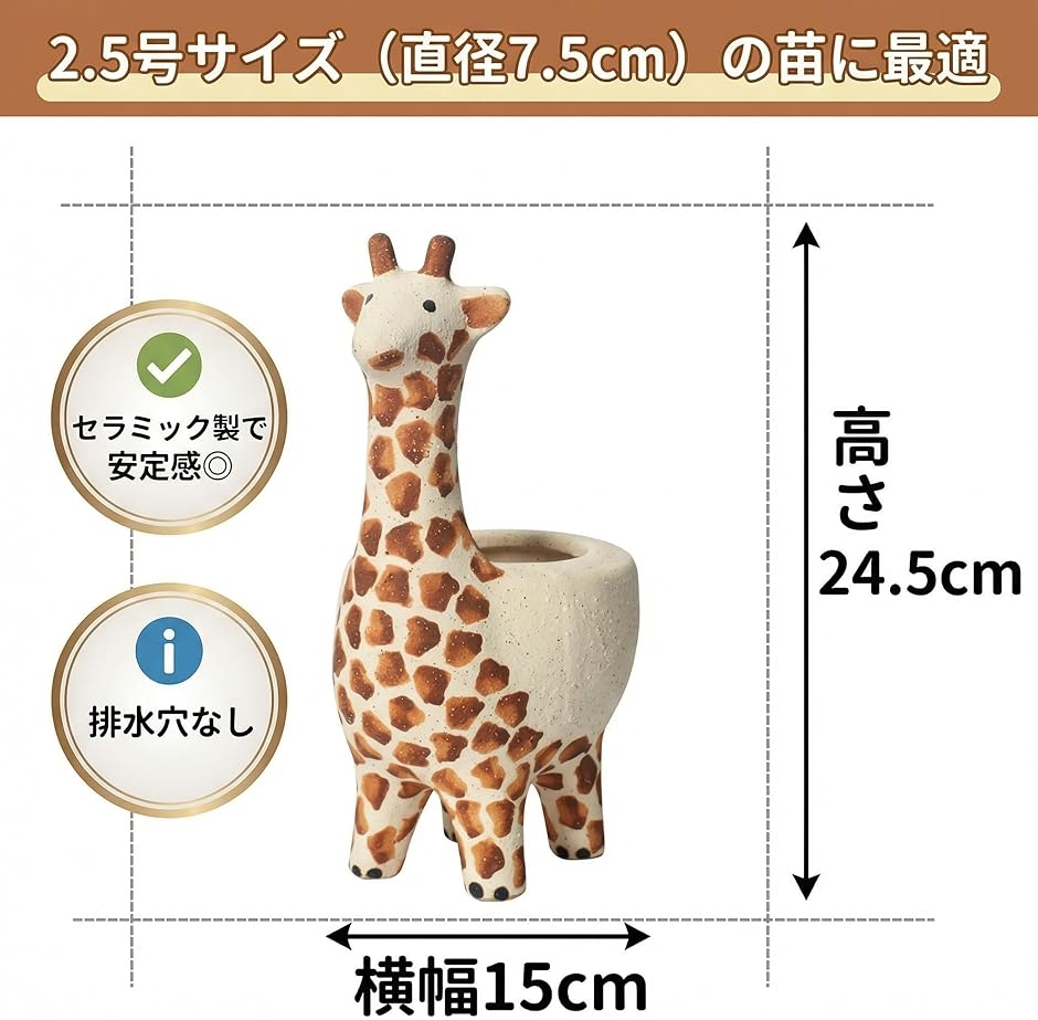 Hiromi様確認用キリン多肉植物 白樺キリン ユーフォルビア トウダイクサ科 多肉植物 珍品多肉植物