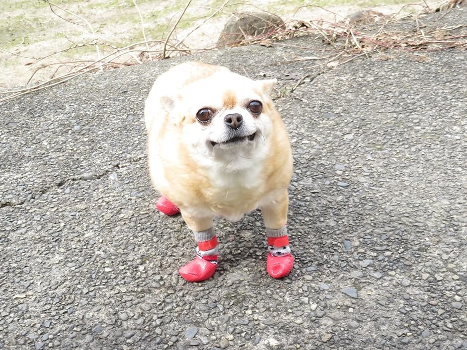 小型犬用靴下 滑り止め 犬用ソックス 肉球保護( レッド,  S)｜horikku｜03