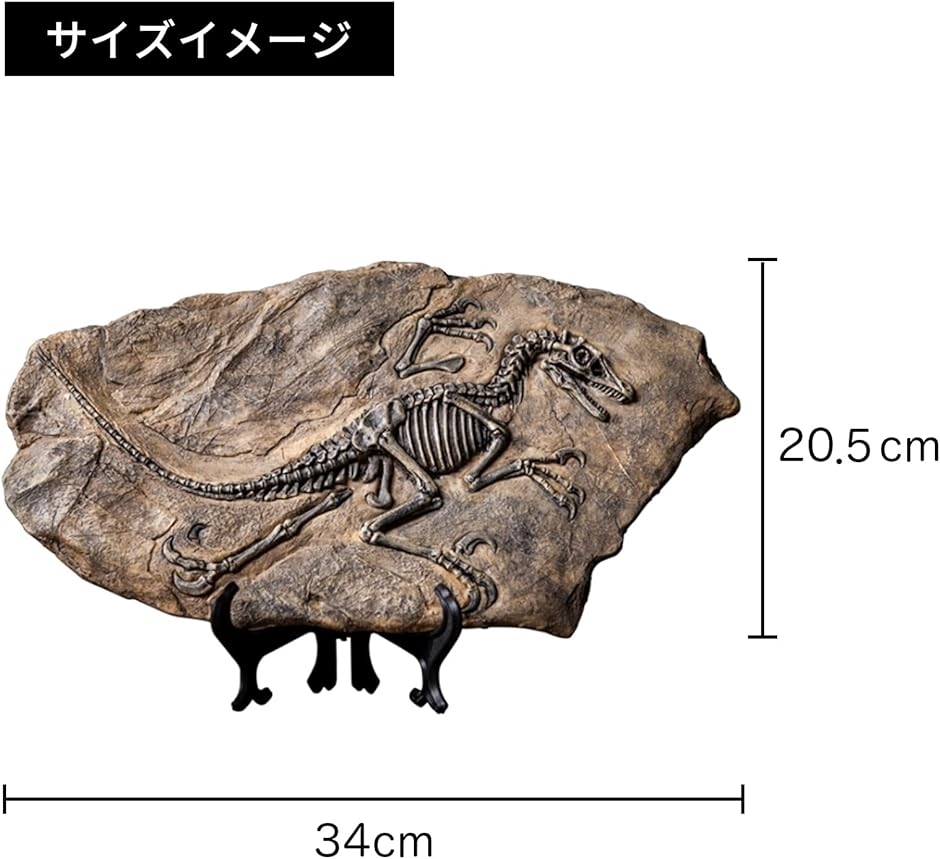 恐竜 化石 骨 インテリア アクアリウム オブジェ 化石標本 置物